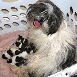 Choosing the right breed of dog for your family